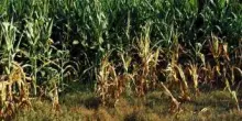 Vicenza, bracciante agricolo trovato morto in un campo di mais a Sossano