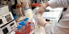Studio italiano sul morbillo: "Dove vaccinazioni calano virus più vario e resiliente"