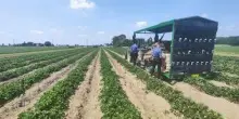 Ferrara, donna muore schiacciata dal trattore in azienda agricola