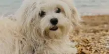 Spiagge, dall'accesso con i cani al gioco a pallone ecco il vademecum dei diritti dei bagnanti