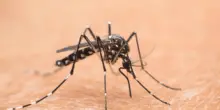 Nel Lazio primi 2 casi autoctoni di West Nile, oggi cabina di regia in Regione