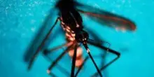 West Nile, altri due casi sospetti a Latina: verifiche in corso