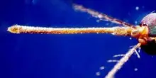 West Nile, casi nel Lazio "solo la punta dell'iceberg": oggi vertice degli infettivologi