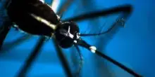 West Nile, 8 casi in Campania: 4 sono in rianimazione