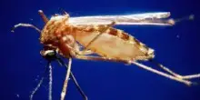 West Nile, quinta vittima nel Lazio e altri 2 morti in Campania: decessi in Italia salgono a 13