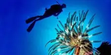 Pesce scorpione su coste italiane: "Pungersi può essere molto doloroso"
