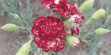 Turismo, un fiore 'divino' con un nome da re: in Rep. Ceca svelata la nuova varietà del garofano di Klatovy