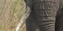Giornata mondiale dell'elefante, specie in pericolo dall'Africa all'Asia