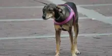 Estate, sindrome da rientro anche per i pet. Il veterinario: "Ecco come gestirla"
