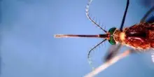 West Nile, il bollettino Iss: "27 morti e a 430 i casi da inizio anno"