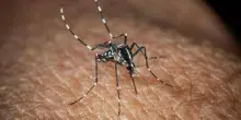 West Nile, Bassetti: "Non è finita, avremo casi fino a ottobre"