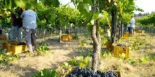 Vendemmia, annata ottima e ricca, sale produzione a 47,4 mln ettolitri, +8%