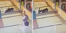 Donna prende a morsi un pitbull per salvare il suo cane: il video choc