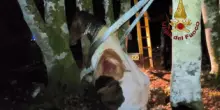 Animali, cavallo incastrato tra due alberi in bosco vicino Roma: salvato da vigili fuoco