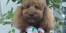 A Telese Terme c'è anche Tobia, il barboncino acchiappavoti di Forza Italia