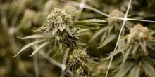 Farmaco con cannabis funziona contro dolore cronico, lo studio