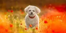 Giornata mondiale degli animali. Il veterinario: "In Italia più pet che abitanti"