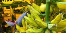 Da banana a mango made in Italy, aumenta produzione frutta esotica