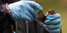 Coronavirus, pipistrelli e suini, lo studio sui rischi negli allevamenti del Nord Italia