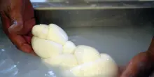 Mozzarella Bufala Dop alla fiera Anuga di Colonia