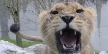 'Donate animali domestici per i nostri felini', bufera sullo zoo danese
