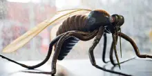 Altri due casi di West Nile a Trento e nel Biellese