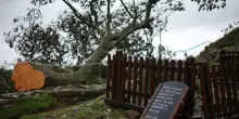 Abbattimento vandalico 'albero di Robin Hood', processo in Gb