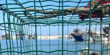 Granchio Blu, rimborsi a pescatori e monitoraggio della specie