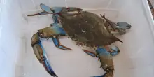 Il granchio blu avanza senza sosta, a Orbetello 5 volte di più