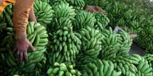 Del Monte getta la spugna e fa bancarotta, chiesto il Chapter 11