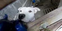 Parte e lascia pitbull in garage, il cane muore