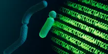 Il cromosoma Y contribuisce a proteggere dai tumori