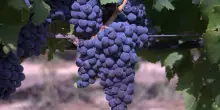 Scatta vendemmia in anticipo per caldo, attesi 45 mln ettolitri