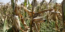 Bracciante agricolo trovato morto in un campo di mais