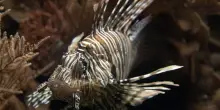 Ogni anno 200 nuove specie aliene minacciano gli ecosistemi