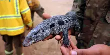 Una iguana in casa costa al proprietario 40mila euro di multa