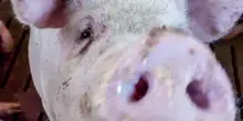 Maiale premio alla lotteria del paese, insorgono animalisti