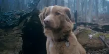 Leonberg, Good Boy, il mio retriever contro i fantasmi