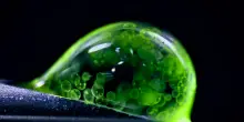 Cellule, spore e insetti nelle 20 migliori foto del 'micromondo'