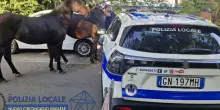 Cavalli in fuga a gara podistica Imola,vigili sventano pericolo