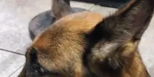 Dog sitter in bici, trascina il cane in catena per 6 km