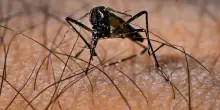 Caso di dengue nel Vicentino, scatta disinfestazione zona