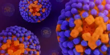 Anticorpi anti-influenza adesivi, in uno spray nasale