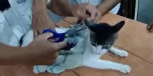 Gatto-corriere della droga catturato in carcere del Costa Rica