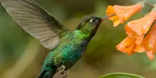 I Signori del cielo, la docu-serie su Sky Nature