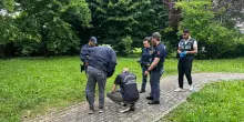 I resti trovati ieri nel parco a Parma non sono umani