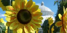 New York, i girasoli di Van Gogh sbocciano al Giardino botanico