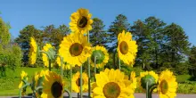 I girasoli di van Gogh sbocciano al Giardino Botanico a New York