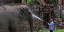 India, presenza di elefanti asiatici calata del 25% in 8 anni