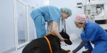 Pet Anatomy, le storie vere di animali in cura in una clinica veterinaria